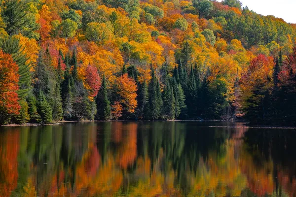 Bright autumn colors reflecting on a serene lake surrounded by a dense forest in Quebec, Canada.